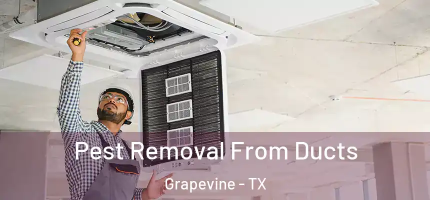 Pest Removal From Ducts Grapevine - TX